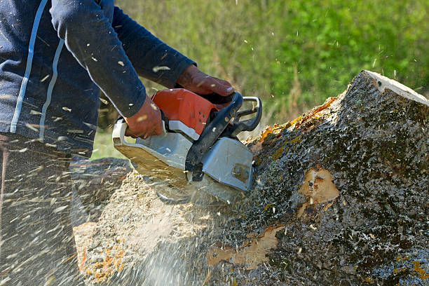 Best Arborist Consultation Services  in Coal City, WV